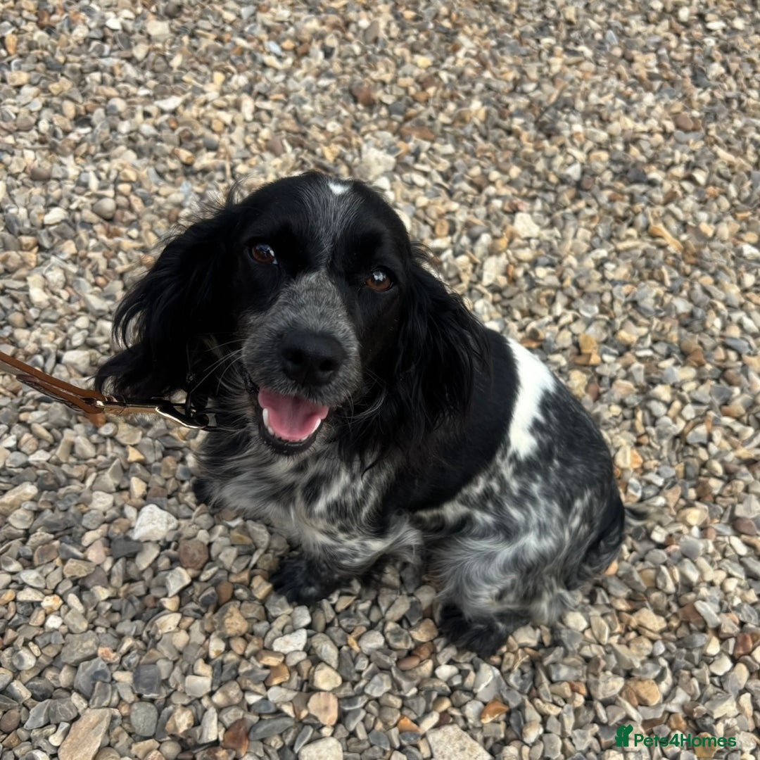 Mixed Breed dogs for sale: Top Quality F1 Docker Puppies - Image 22