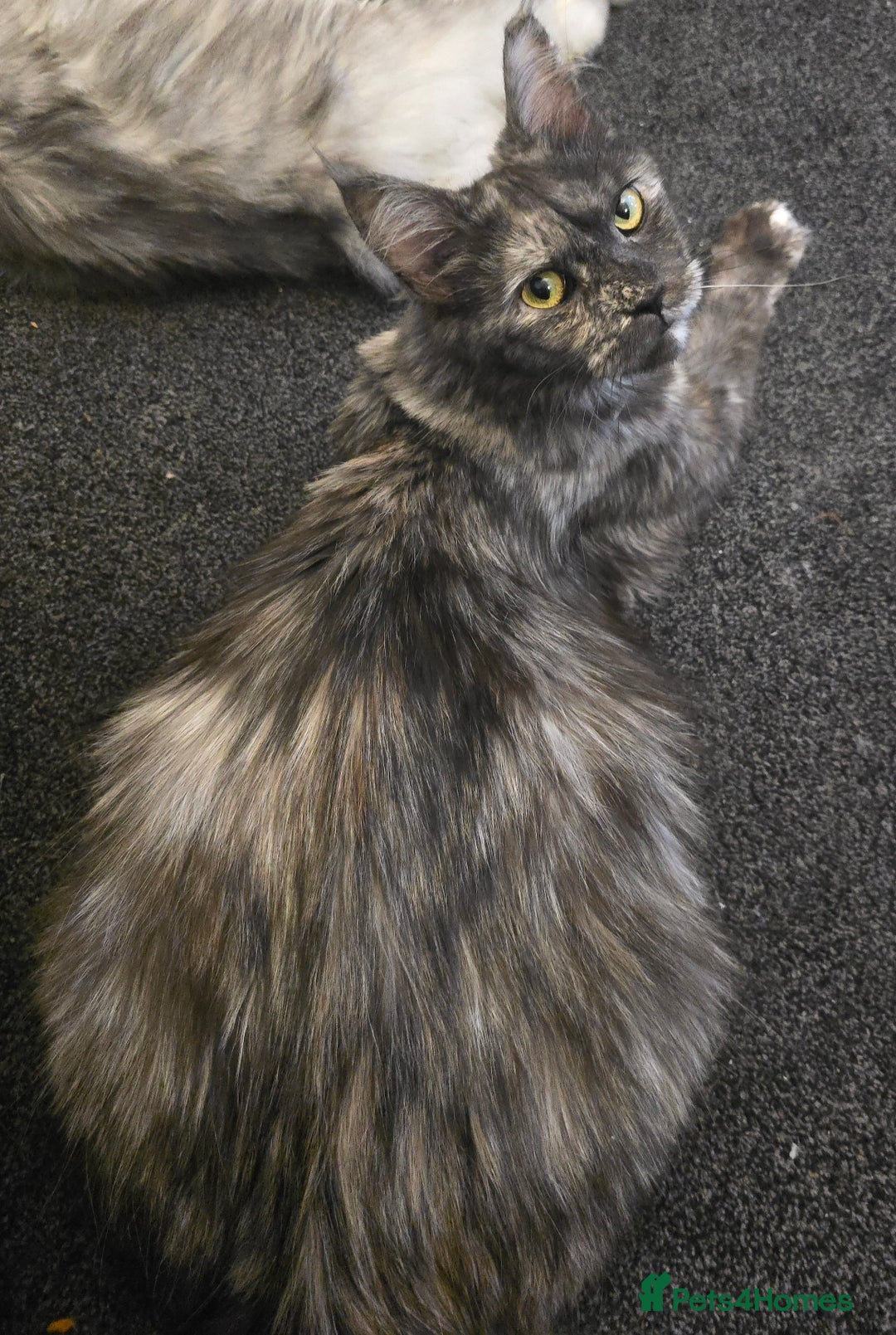 Maine Coon cats for sale: Maine Coon Kittens Smokes Large Russian Lines - Image 19