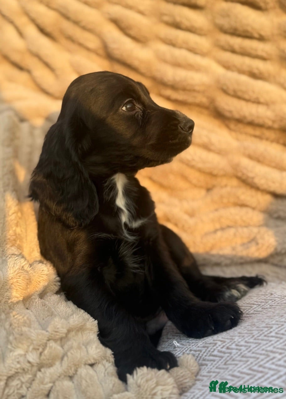 Cocker Spaniel dogs LAST PUPPY LEFT ! TOP KC WORKING COCKER PUPPIES - Advert 1