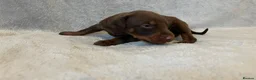 Dobermann dogs for sale: European American mix - Advert 10