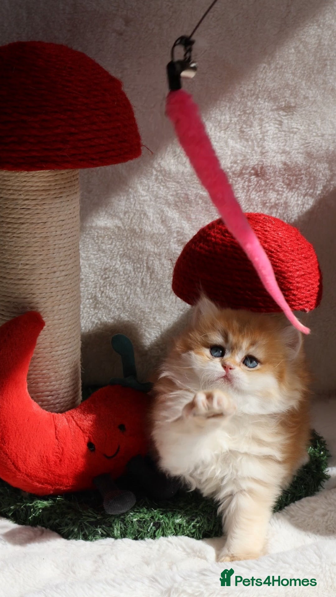 British Shorthair cats for sale: ✨Exclusive Show Quality Golden BSH/BLH babies 🦁  - Image 10