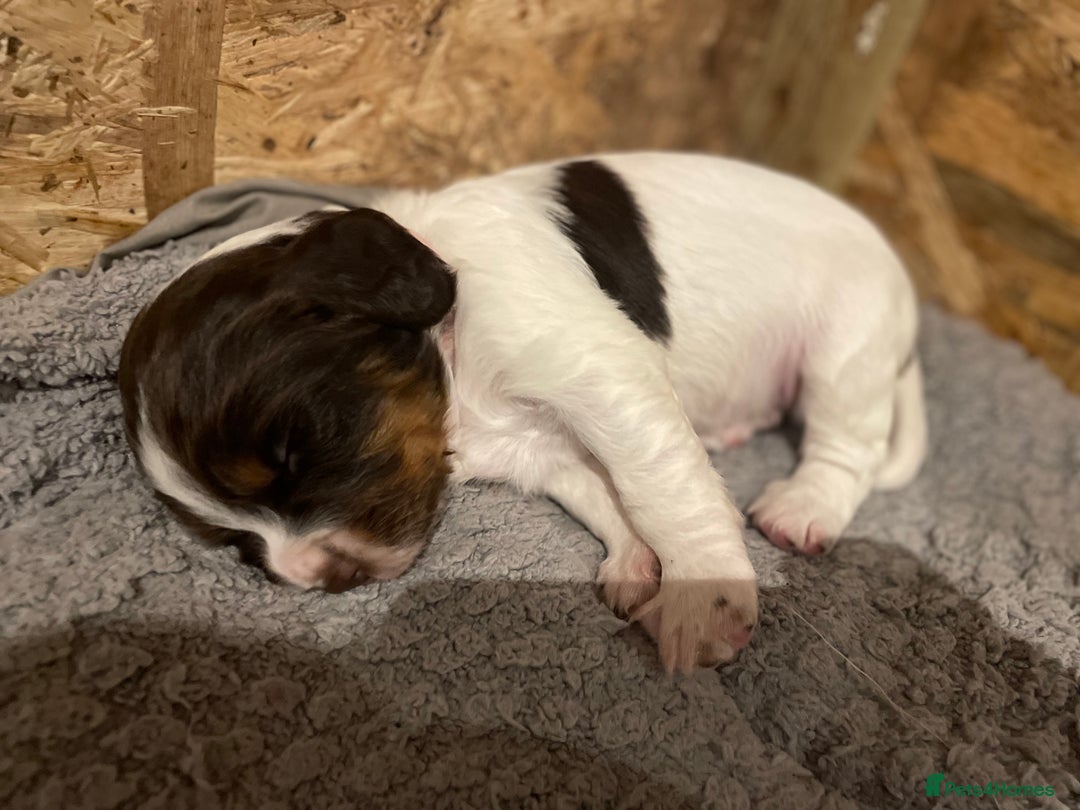 Cocker Spaniel dogs for sale: Beautiful Litter of 5 working cocker spaniels - Advert 2