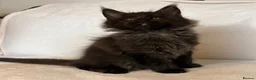 Maine Coon cats for sale: READY NOW 🐾 STUNNING GCCF MAINE COON KITTENS 🐾 - Advert 21