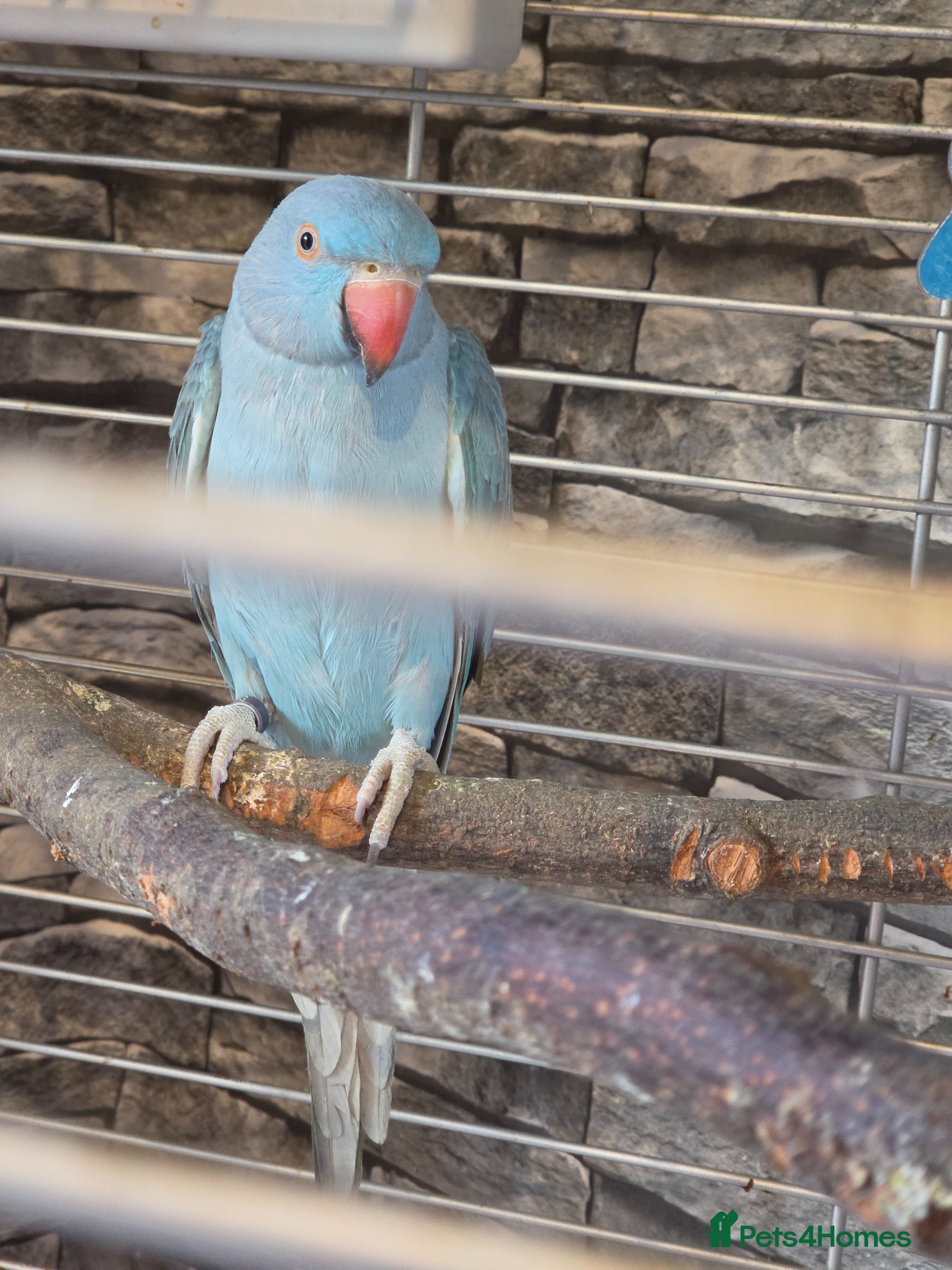 Ringnecks birds for sale: Blue Ringneck  female  - Advert 3
