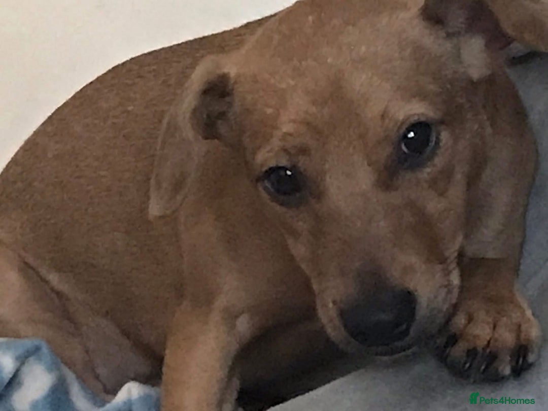 Mixed Breed dogs for sale: Alfie - Advert 2