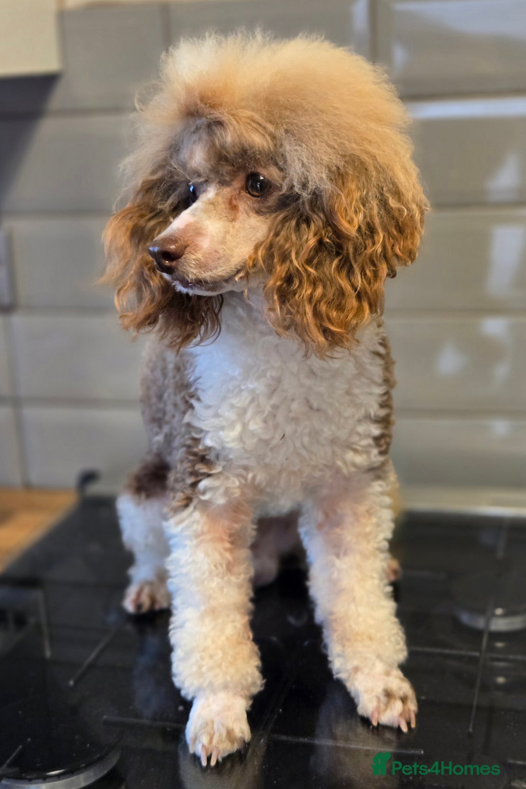 Toy Poodle dogs for sale: Adult Male KC Reg Toy Poodle - Image 5