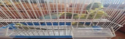 Budgerigars birds for sale: Baby budgies 2026 - Advert 4