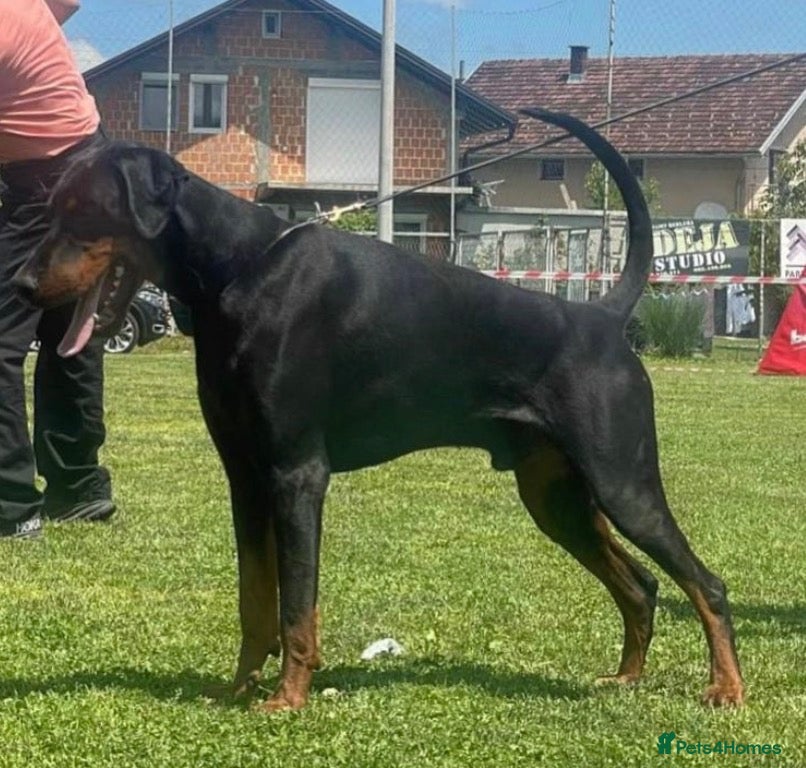 Dobermann dogs Working Doberman for Stud - Health Tested & Titled - Advert 3
