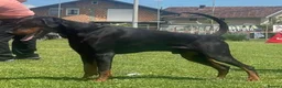 Dobermann dogs for stud: Working Doberman for Stud - Health Tested & Titled in Tonbridge - Advert 1
