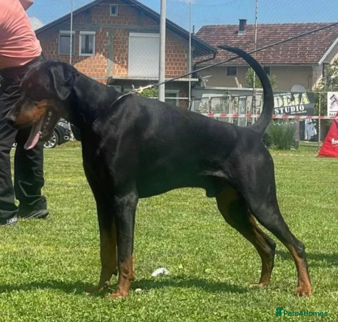 Dobermann dogs for stud: Working Doberman for Stud - Health Tested & Titled in Tonbridge - Advert 1