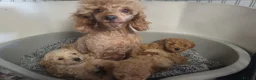 Maltipoo dogs for sale: Maltipoo puppies 5 🌟 licence breeder  - Advert 2