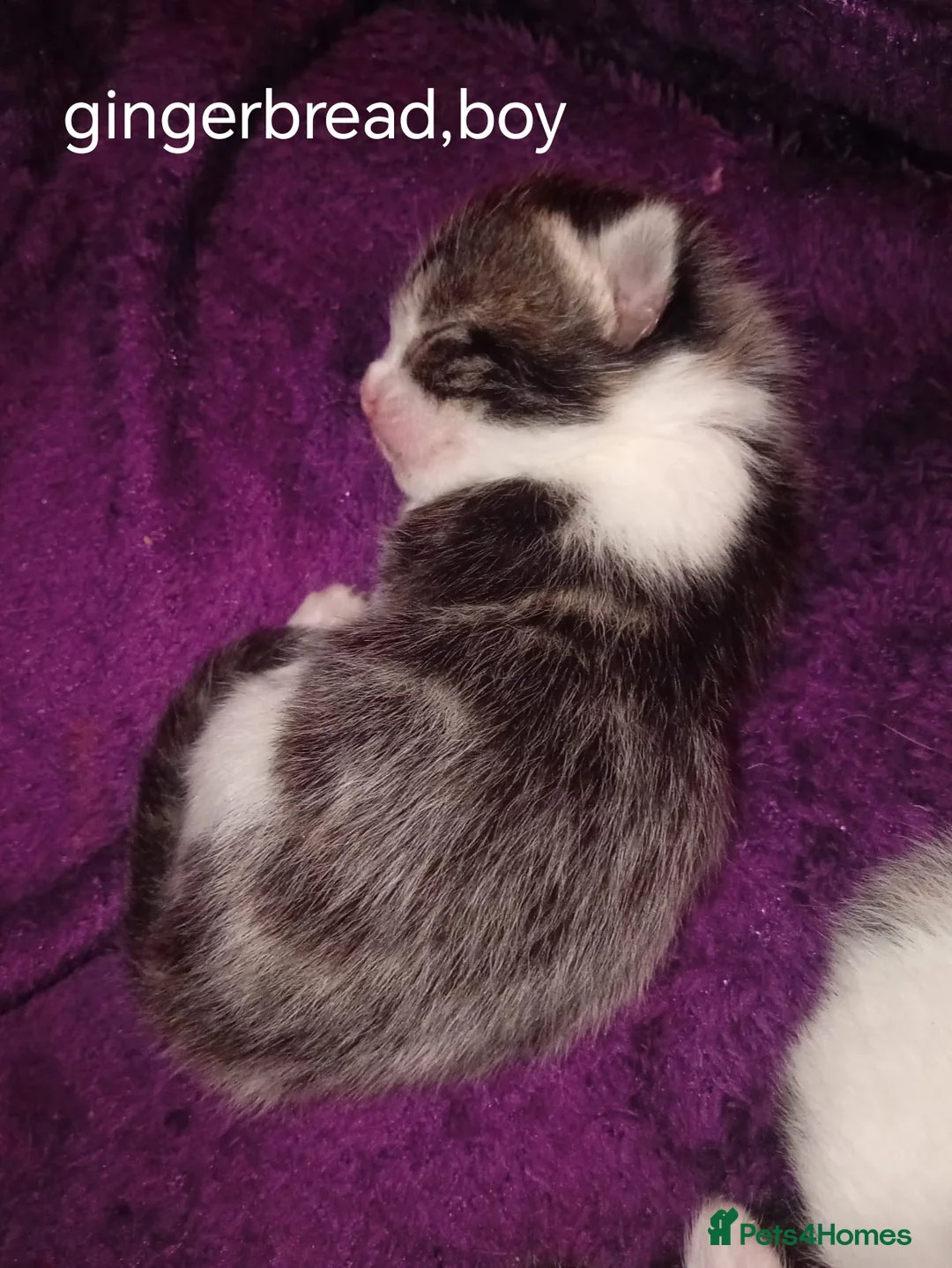 Mixed Breed cats for sale: Kittens Mixed breed (father 1/4 Bengal) - Advert 16