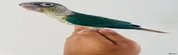 Conures birds for sale: Hand reared conures for sale  - Advert 6