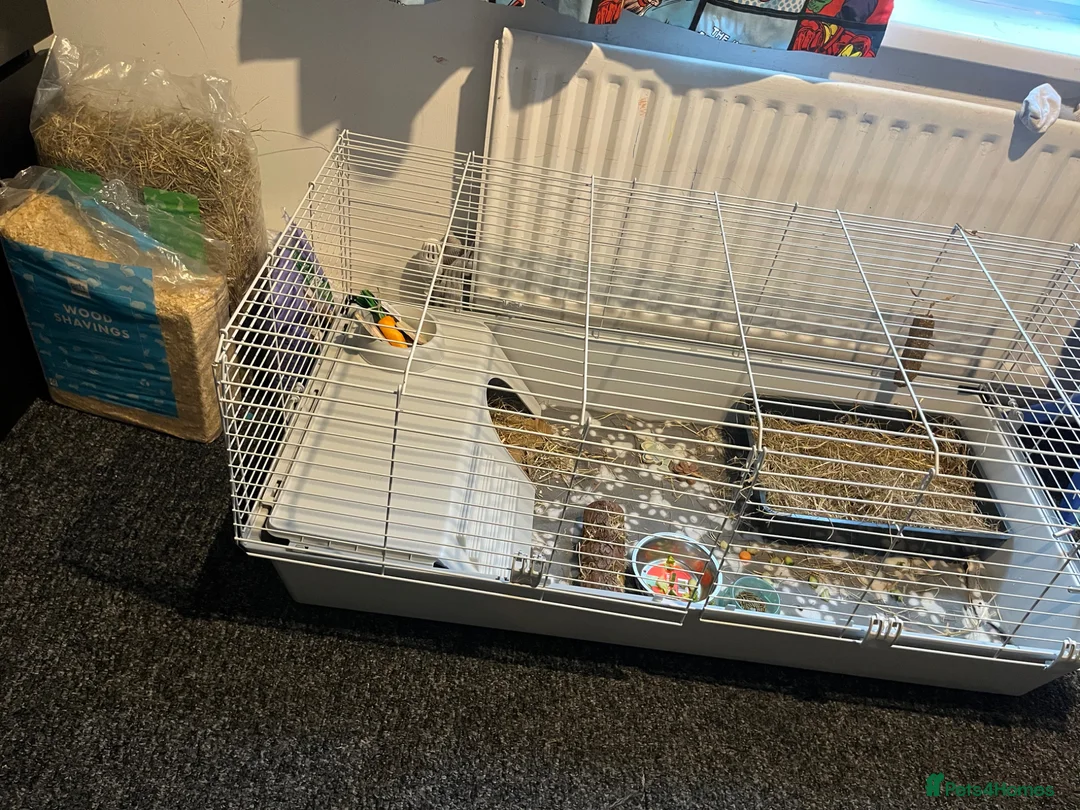 Guinea Pig rodents for sale: guinea pig  - Advert 2
