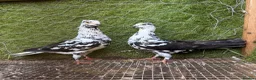 Pigeons birds for sale: Premium Breeding Pigeons Top Quality Pairs Availab - Advert 28