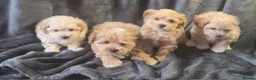 Maltipoo dogs for sale: F1 Maltipoo Litter – four adorable, sweet boys - Advert 1