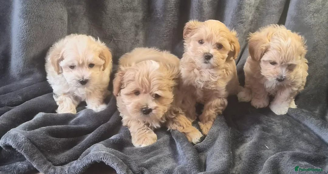 Maltipoo dogs for sale: F1 Maltipoo Litter – four adorable, sweet boys - Advert 1