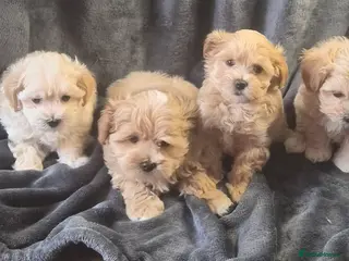 Maltipoo dogs F1 Maltipoo Litter – four adorable, sweet boys - Advert 9