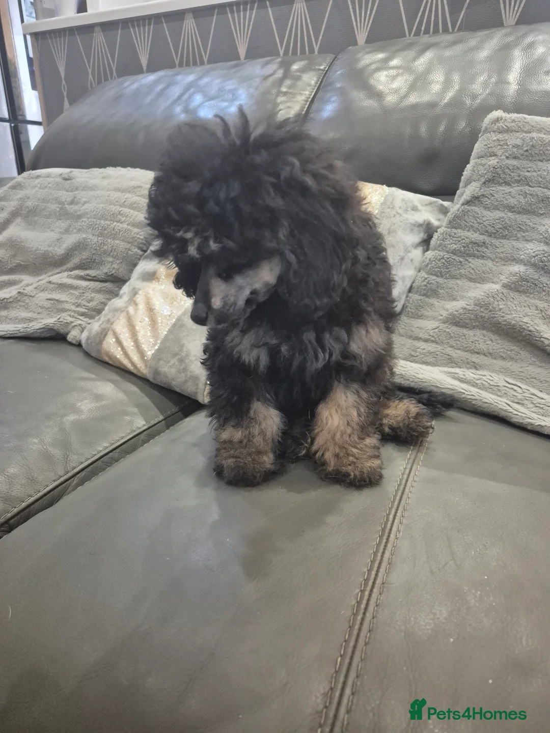 Toy Poodle dogs for sale: Poodle boys (toy x aisan) - Advert 16