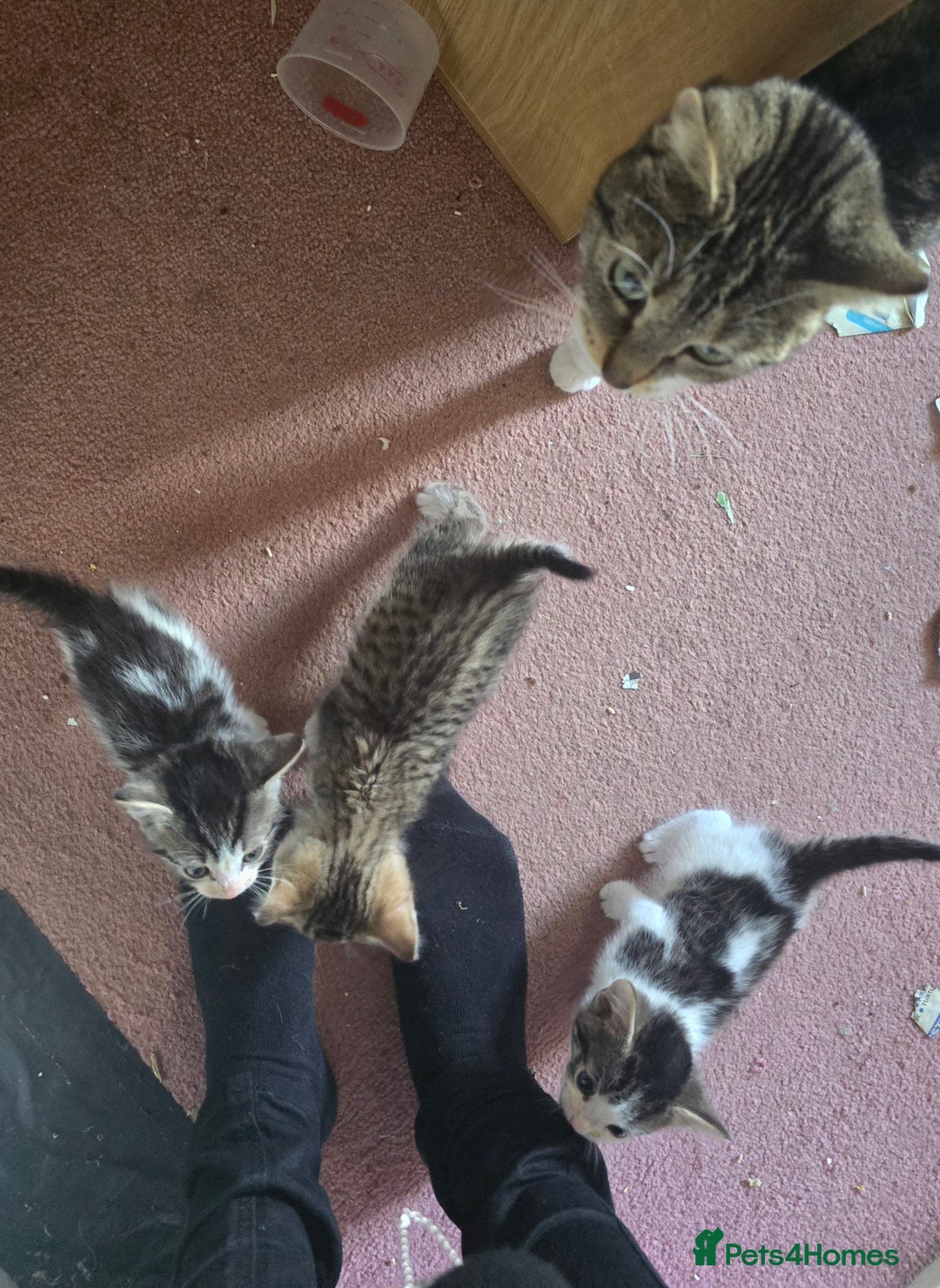Mixed Breed cats for sale: White & black kittens - Image 5