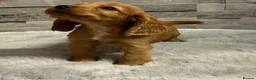 Cocker Spaniel dogs for sale: Show cocker spaniel puppies  - Advert 3