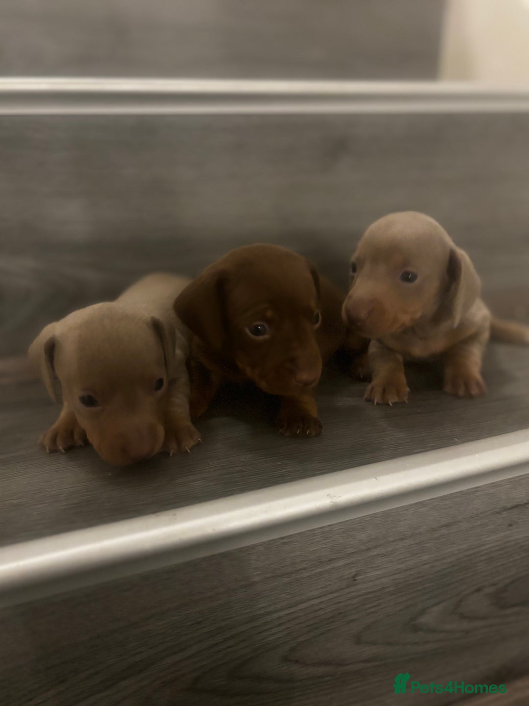 Miniature Dachshund dogs for sale: Miniature Dachshund Puppies - Advert 2