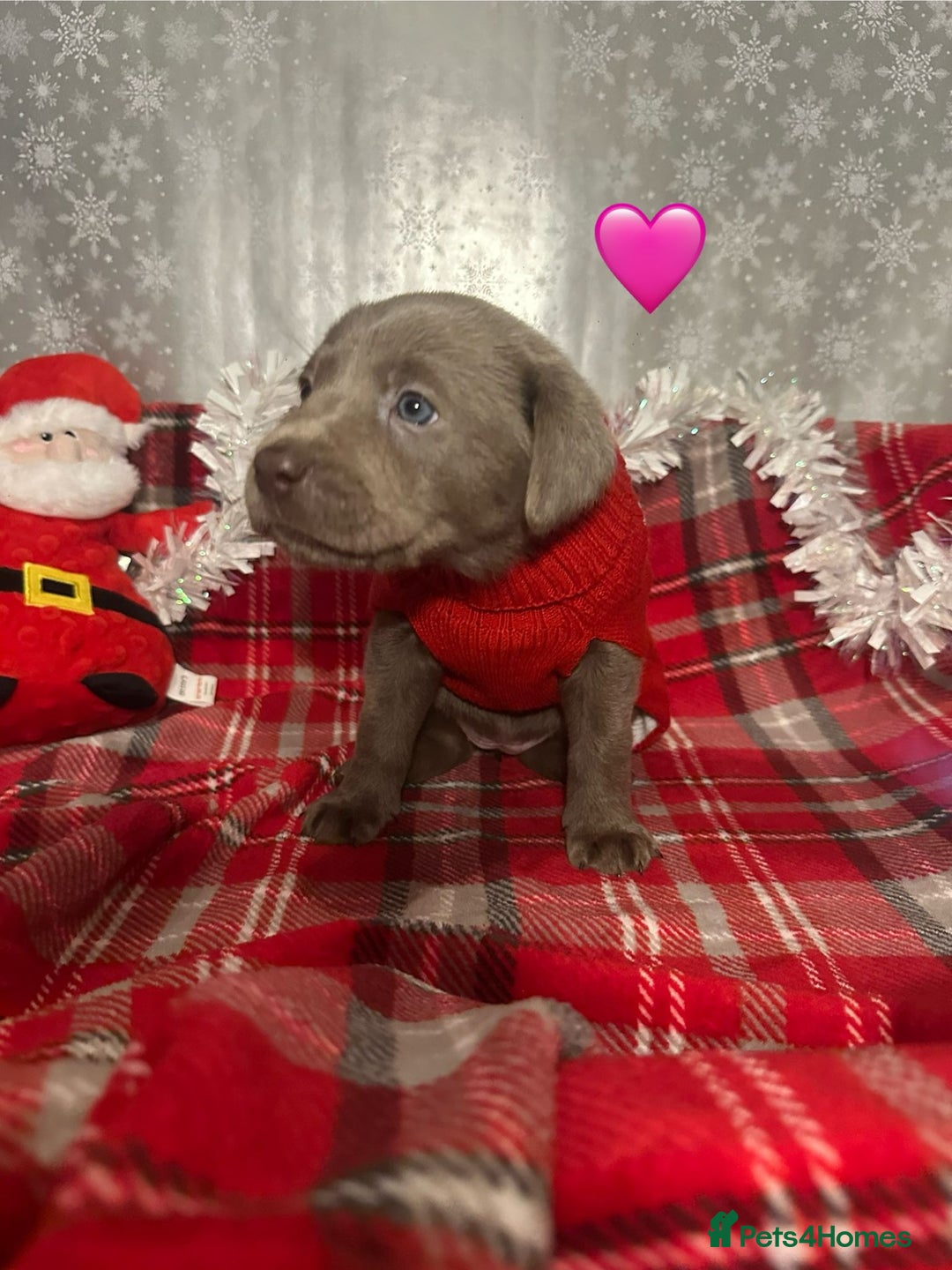 Labrador Retriever dogs for sale: !REDUCED! silver labrador's KC - Advert 23