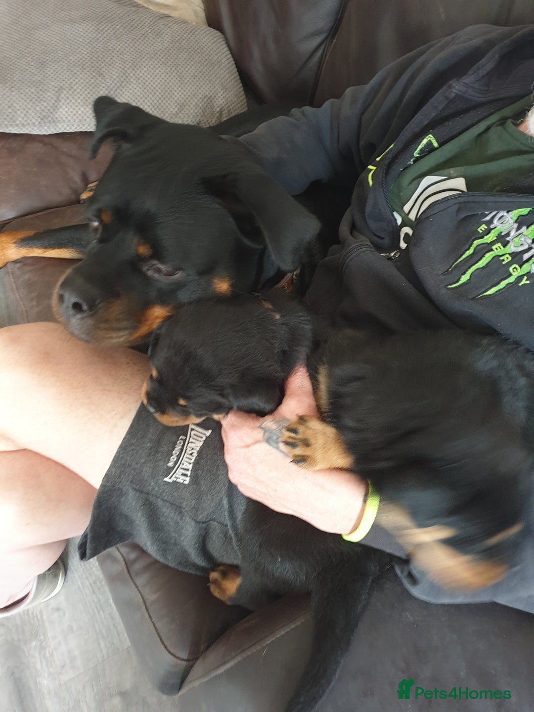 Rottweiler dogs for sale: Kc registered Serbian rottweilers  - Image 3