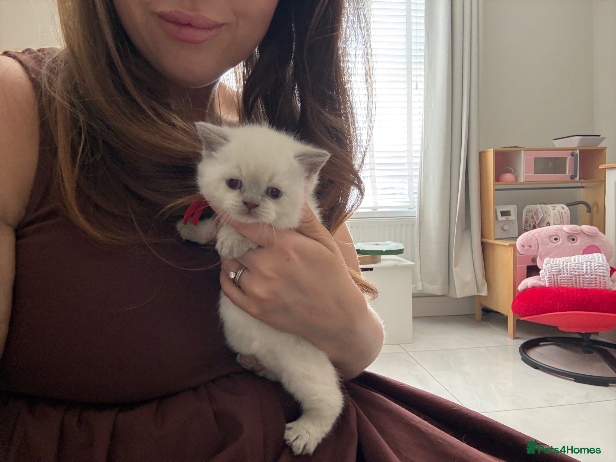 British Shorthair cats for sale: Stunning GCCF-Registered British Shorthair Kittens - Advert 17
