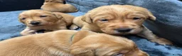 Goldador dogs for sale: Fox Red Golden Retriever X Labrador pups 🧡 in Thetford - Advert 3