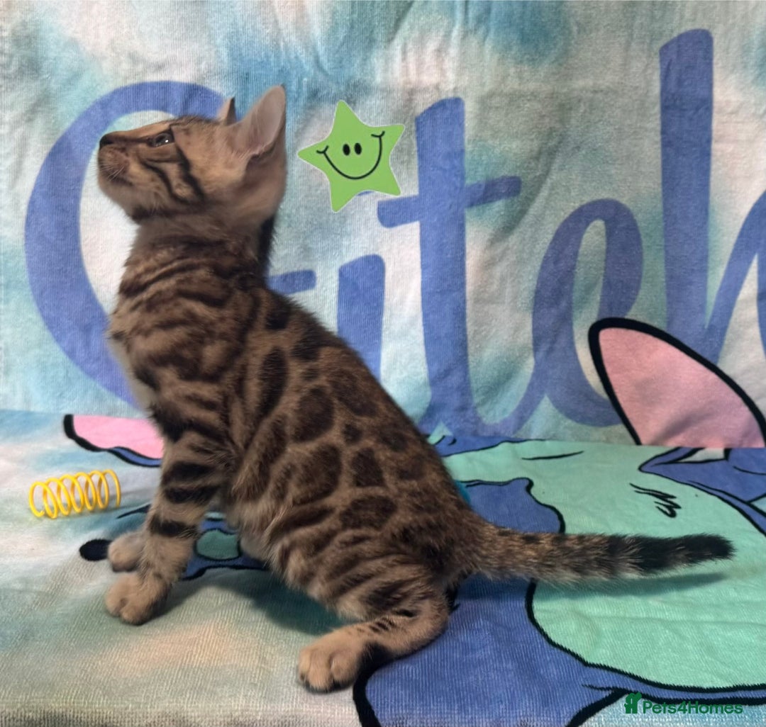 Bengal cats for sale: TICA Silver Bengal kittens - Image 8