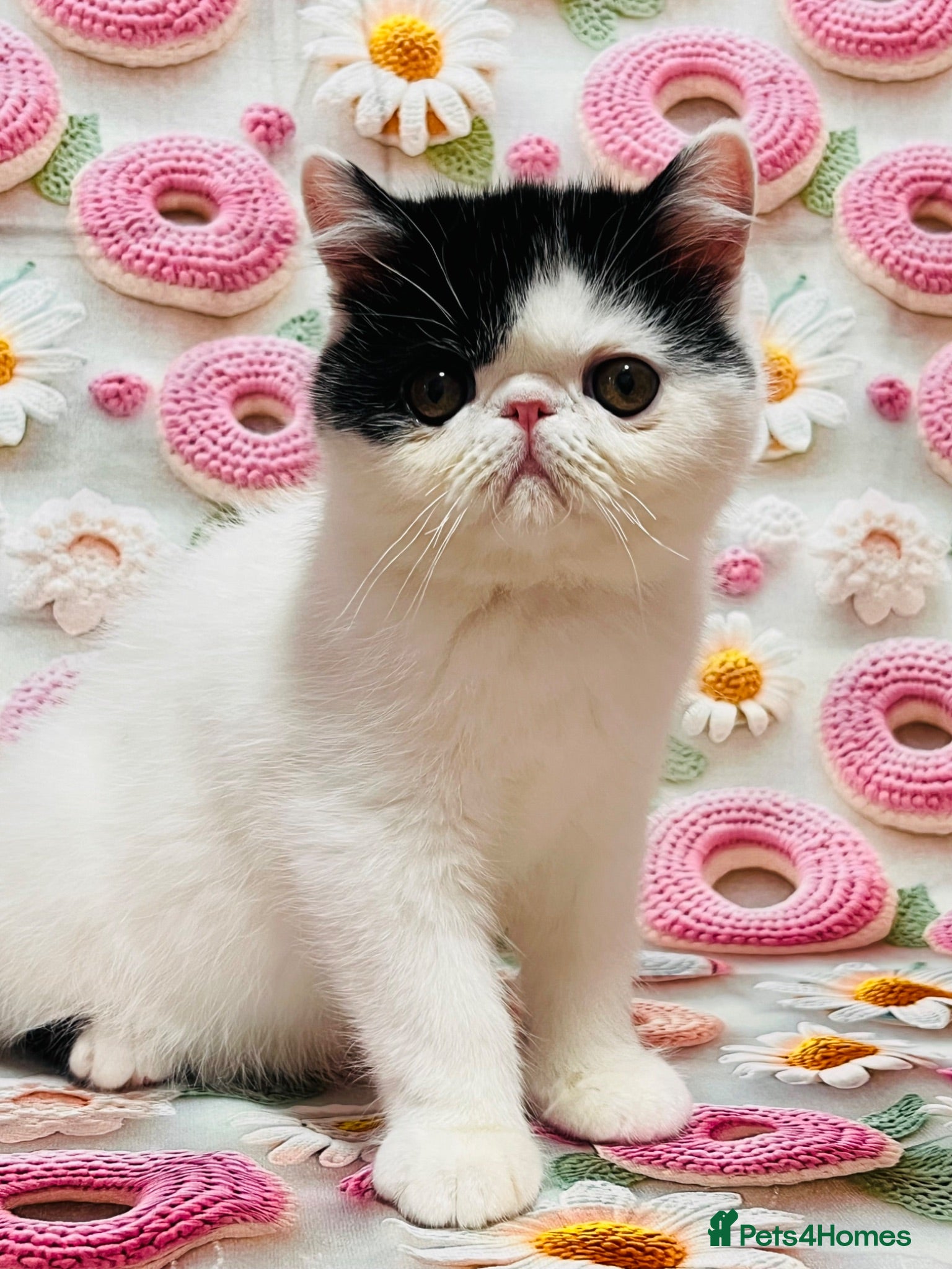 Persian cats Beautiful high quality Persian and Exotic kittens  - Advert 1