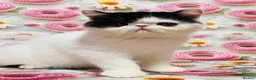 Persian cats for sale: Beautiful high quality Persian and Exotic kittens  - Advert 1