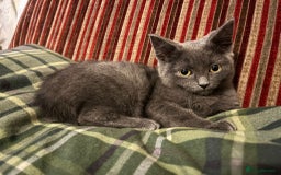 British Shorthair cats for sale: GORGEOUS BRITISH BLUE SHORTHAIR FEMALE KITTEN  - Image 1