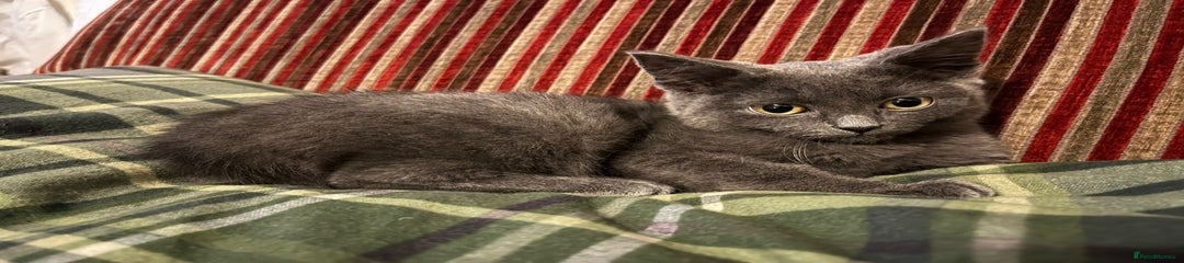 British Shorthair Kitten 