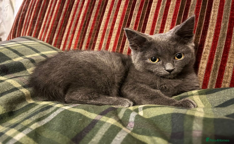 British Shorthair cats - Advert 2
