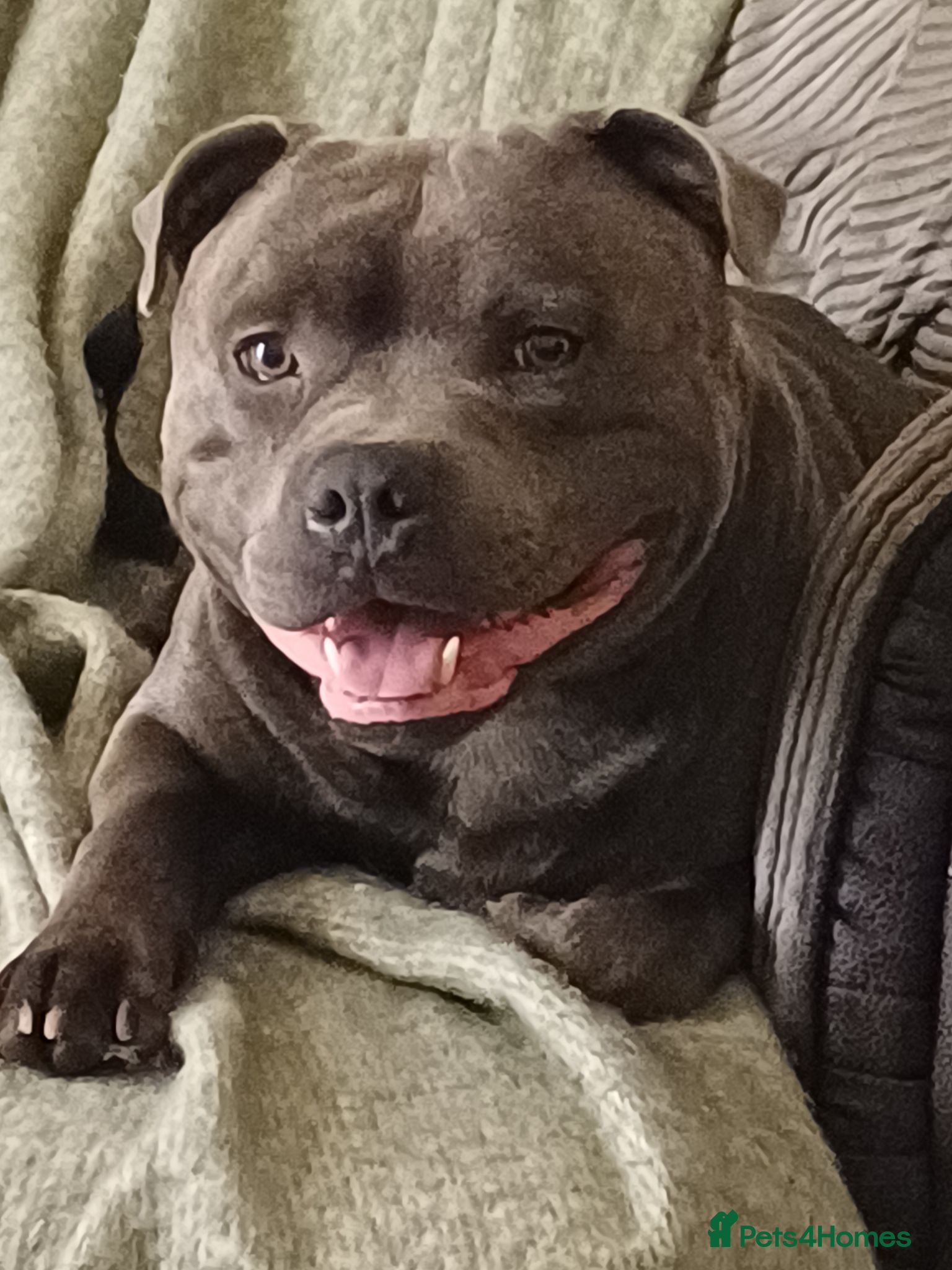 Staffordshire Bull Terrier dogs ZEUS for stud duties fully kc stunning blue lad  - Advert 1