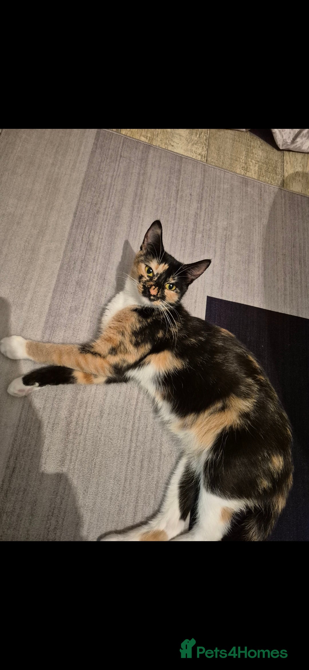 Mixed Breed cats 2 boys 3 females mixed breed.  - Advert 21