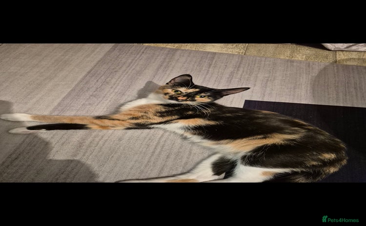 Mixed Breed cats - Advert 1