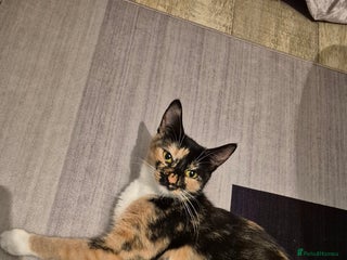 Mixed Breed cats - Advert 5