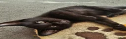 Mixed Breed cats for sale: 2 beautiful dark chocolate colloured boys  - Advert 12