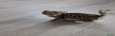 Bengal Kitten 4