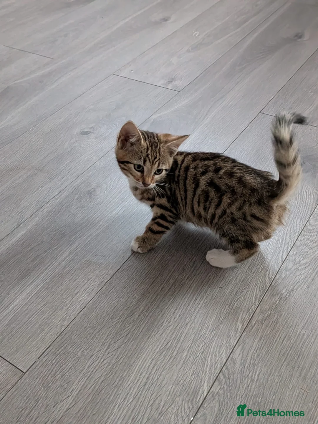 Bengal cats for sale: 4 Lovely bengals - ready to leave - Advert 2
