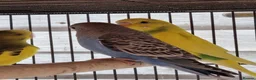Budgerigars birds for sale: Baby budgies.  - Advert 4