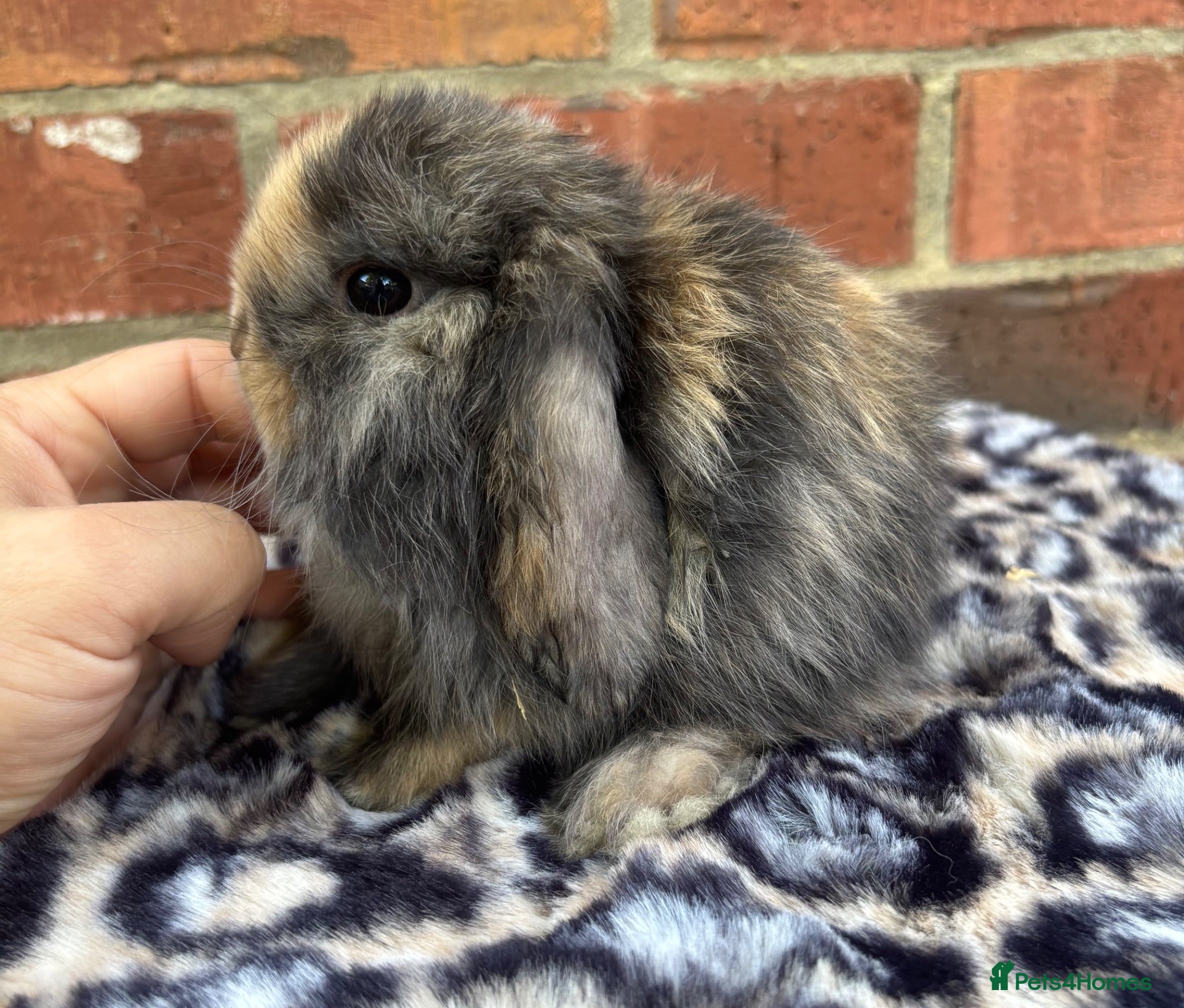 Mini Lop rabbits Pedigreed pure bred mini lops  - Advert 14