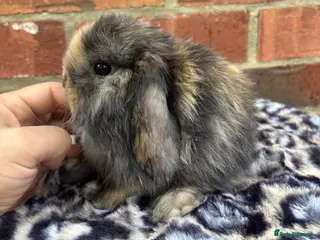 Mini Lop rabbits Pedigreed pure bred mini lops - Advert 14