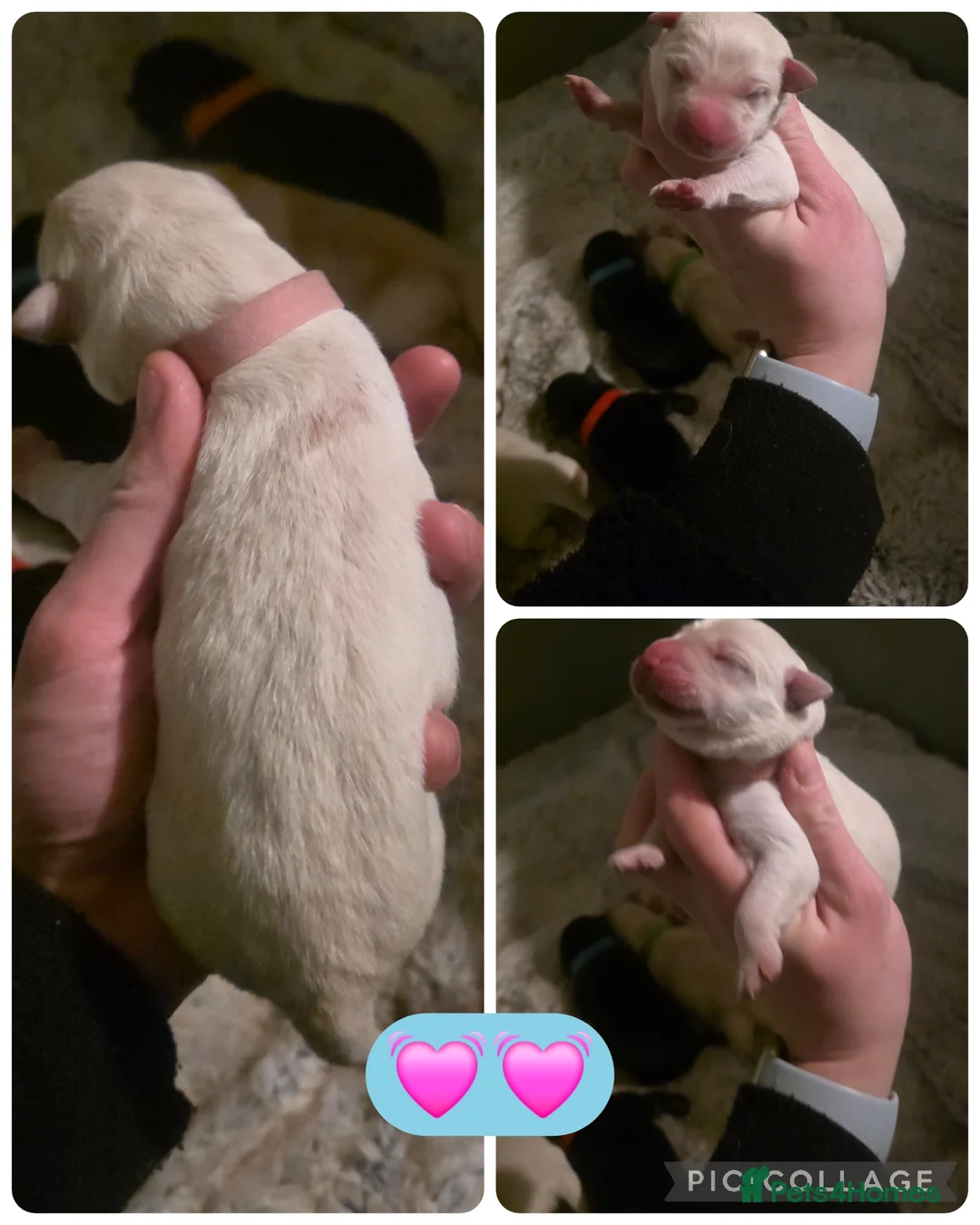 Mixed Breed dogs for sale: Shepador... German Shepherd x Labrador Puppies 🐶  - Advert 5