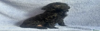 Miniature Poodle 1