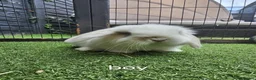 Mini Lop rabbits for sale: Beautiful mini lops for sale 💙🩷 - Advert 23