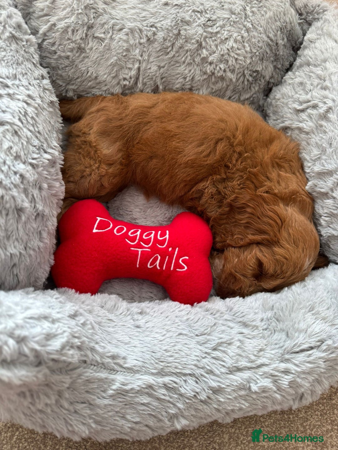 Cockapoo dogs for sale: F1 cockapoo  - Image 7